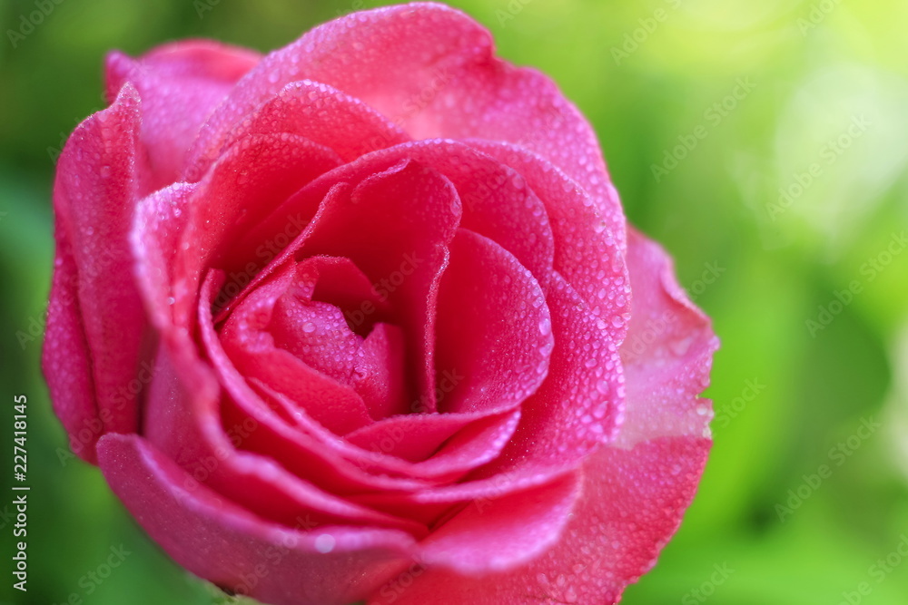 Pink roses in the garden with a blurred background. Pink roses in the garden with a blurred background.
