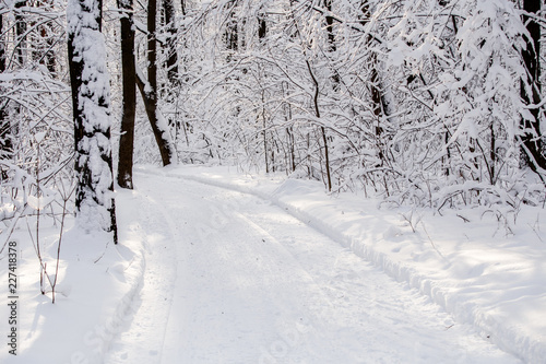 Picture of winter trees with snow and blue sky