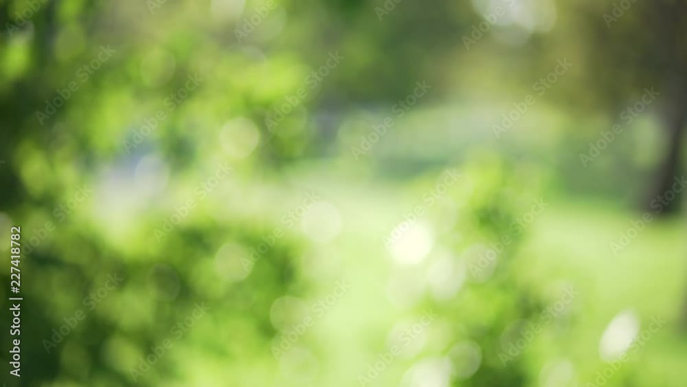 Blurred background of bright green leaves in city park blowing in wind Blurred background of bright green leaves in city park blowing in wind