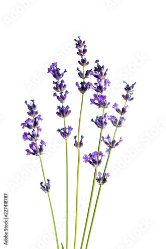 Lavender flowers on white background