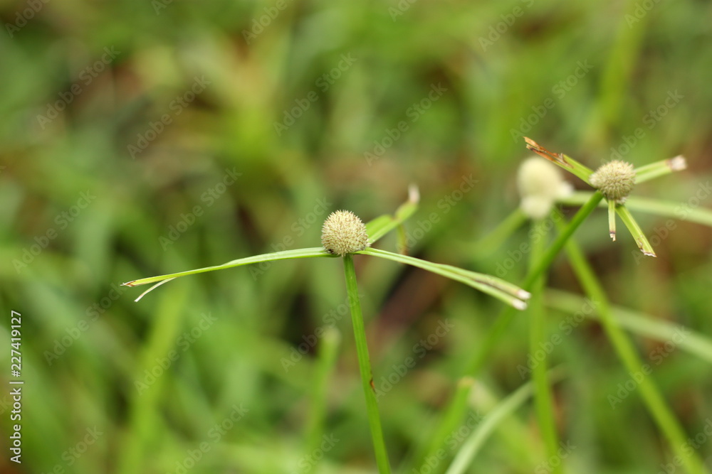 green plant background in the morning green plant background in the morning
