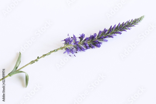 Veronica herb with blue flowers isolated on white background. Herbal medicine. Minimalism. Beautiful autumn wildflowers .