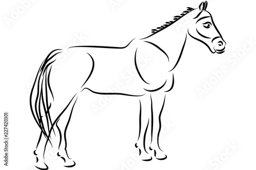 Black and White horse vector illustration design