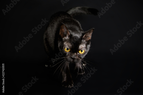 Bombay cat on colored backgrounds