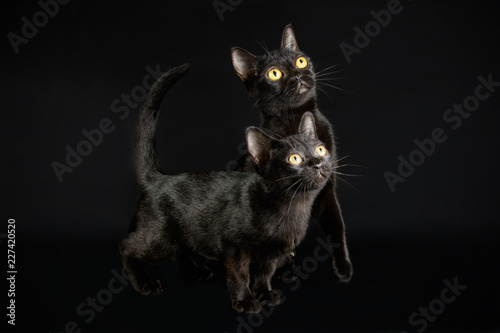 Bombay cat on colored backgrounds