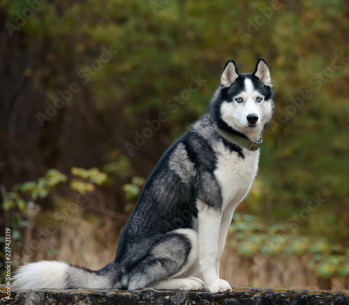 Black and white Siberian Husky with blue eyes. Purebred dog on the background of foliage