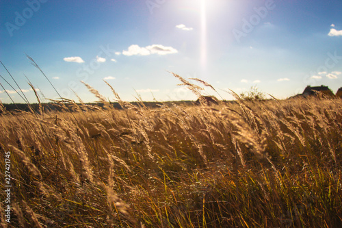 landscape with field and buildings