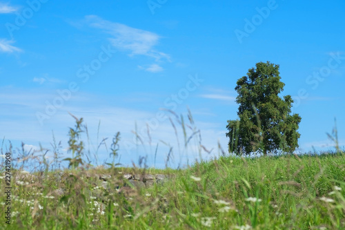 Lonely tree growing in a field