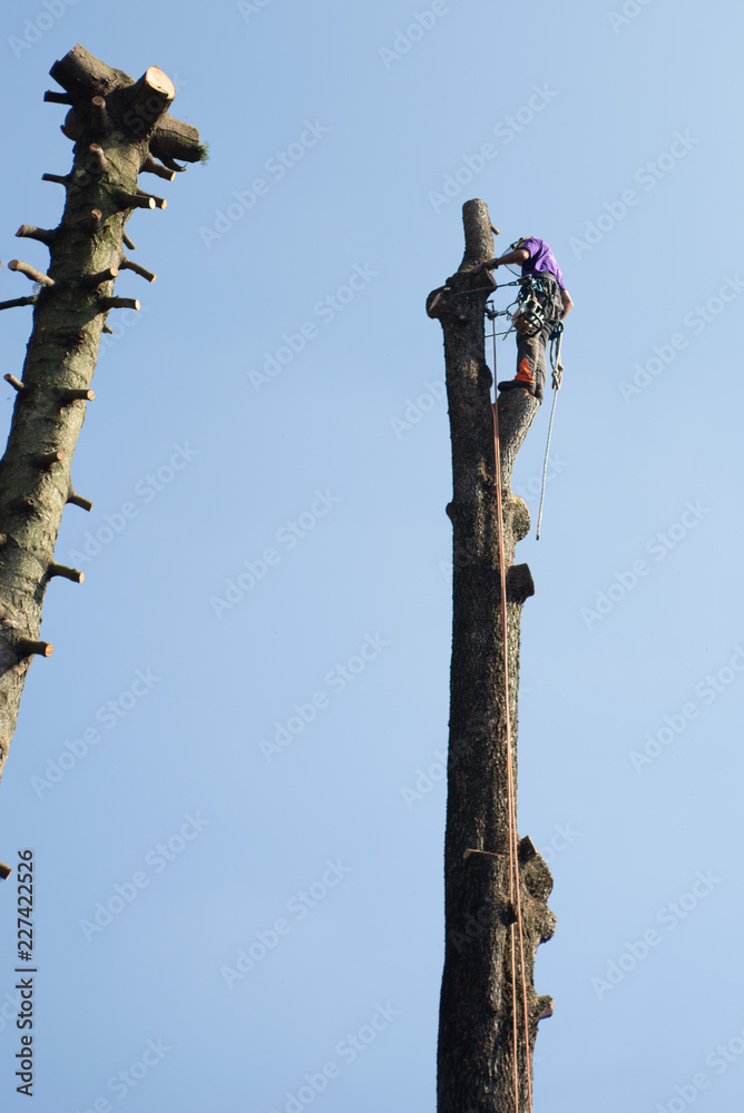 treeclimber above tree to perform pruning and felling arboriculture treeclimber above tree to perform pruning and felling arboriculture
