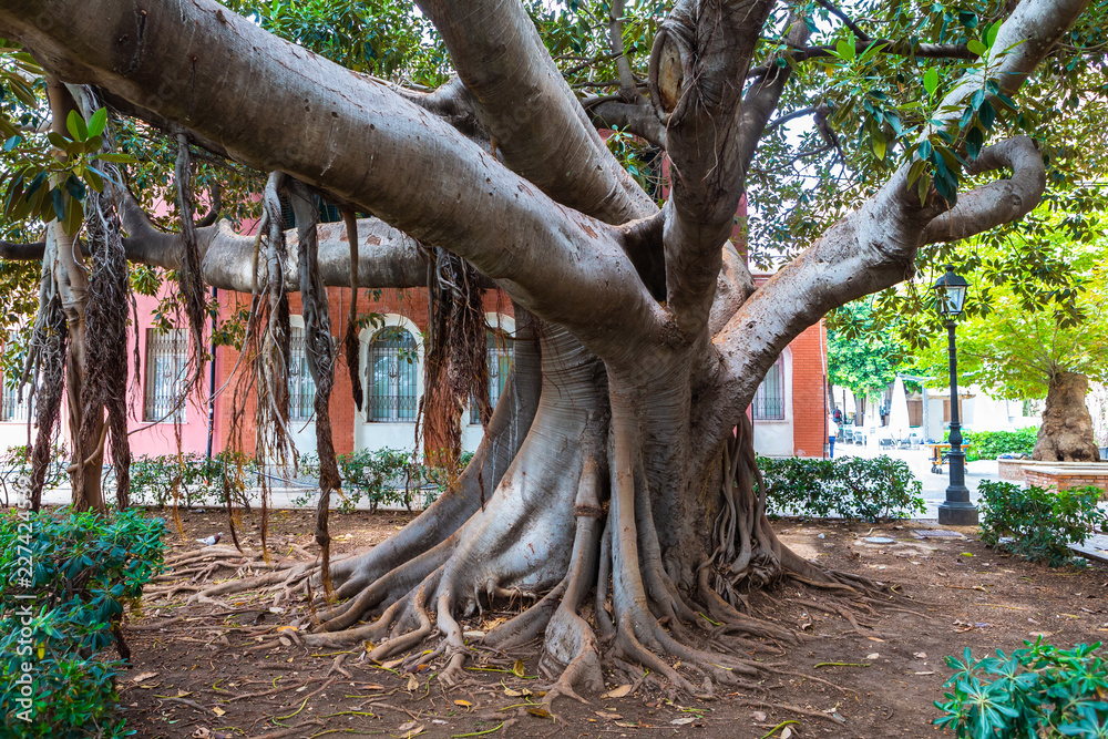 Ficus tree in Ortigia. Small island which is the historical centre of the city of Syracuse, Sicily. Ficus tree in Ortigia. Small island which is the historical centre of the city of Syracuse, Sicily.