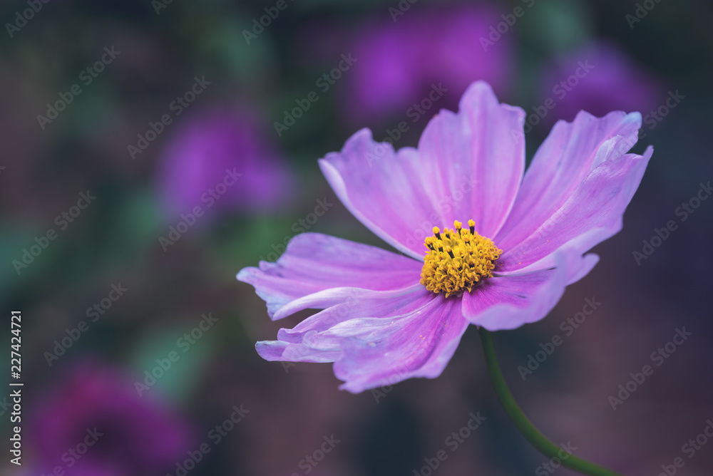 Garden cosmos flower - Cosmos bipinnatus - head close-up in a forest mate colors Garden cosmos flower - Cosmos bipinnatus - head close-up in a forest mate colors
