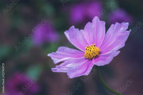 Garden cosmos  flower - Cosmos bipinnatus - head close-up in a forest mate colors