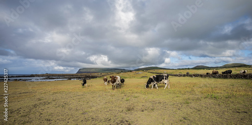 Mucche al pascolo sull'isola di Pasqua