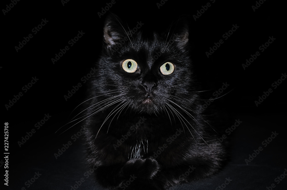 Portrait of a domestic black cat on a black background Portrait of a domestic black cat on a black background