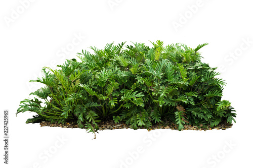 Tropical plant bush tree isolated include clipping path