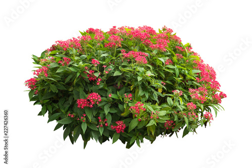 flower plant bush tree isolated with on white background clipping path