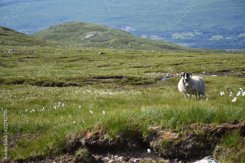 Scottish Blackface Sheep with idyllic summer mountains landscape  Highlands  Scotland  United Kingdom