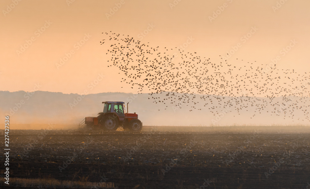 Fototapeta premium Plowing of stubble field