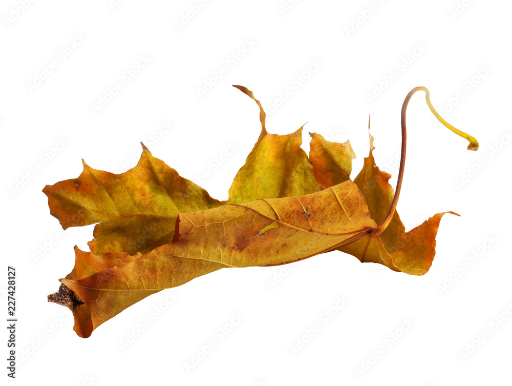 Naklejka premium Autumn maple branch with leaves isolated on background