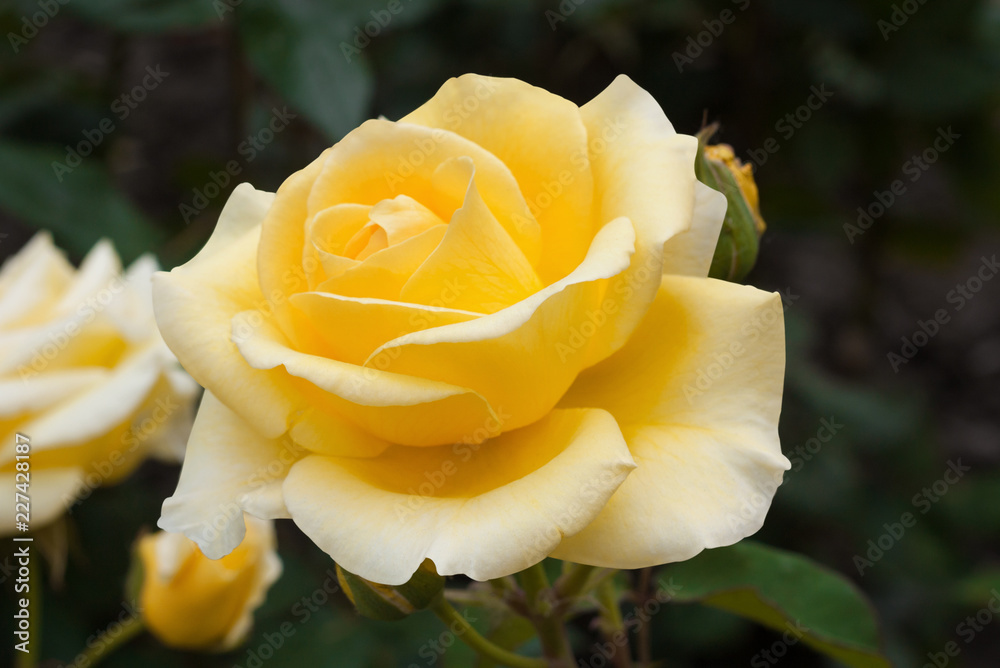 Beautiful yellow rose with leaves in summer garden Beautiful yellow rose with leaves in summer garden