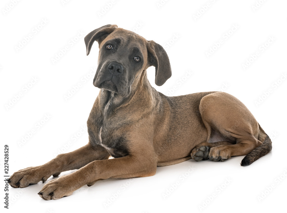 Obraz premium puppy italian mastiff