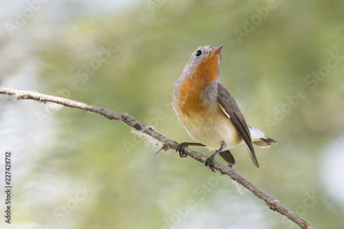 Obraz na płótnie Red breasted flycatcher w salonie