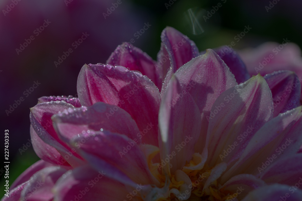 purple dahlia flower close up on a dark background