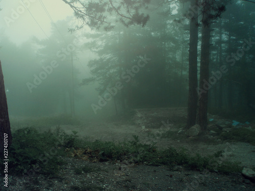 cold fog among trees in a forest