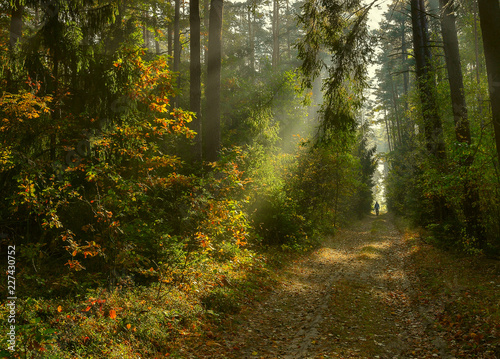 jesień w lesie Warmii