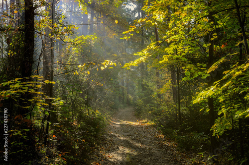 Fototapeta Naklejka Na Ścianę i Meble -  jesień w lesie Warmii