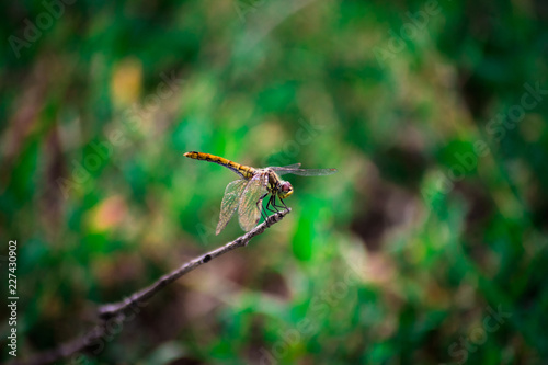 Dragonfly sitting on a twig © Klochkov