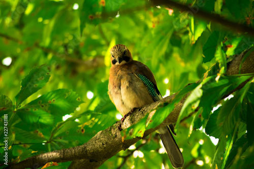Obraz na plátně Eurasian jay on the branch