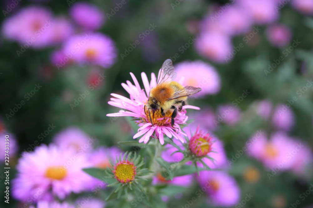 Beautiful honey bee collecting nectar on a PInk Aster Frikarti flower in the garden
Beautiful honey bee collecting nectar on a PInk Aster Frikarti flower in the garden