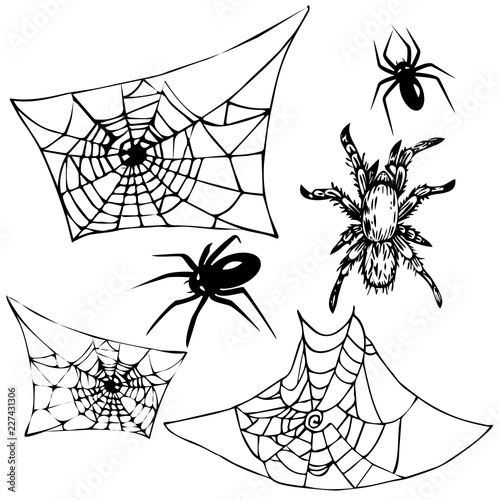 vector set of spiders and spider webs