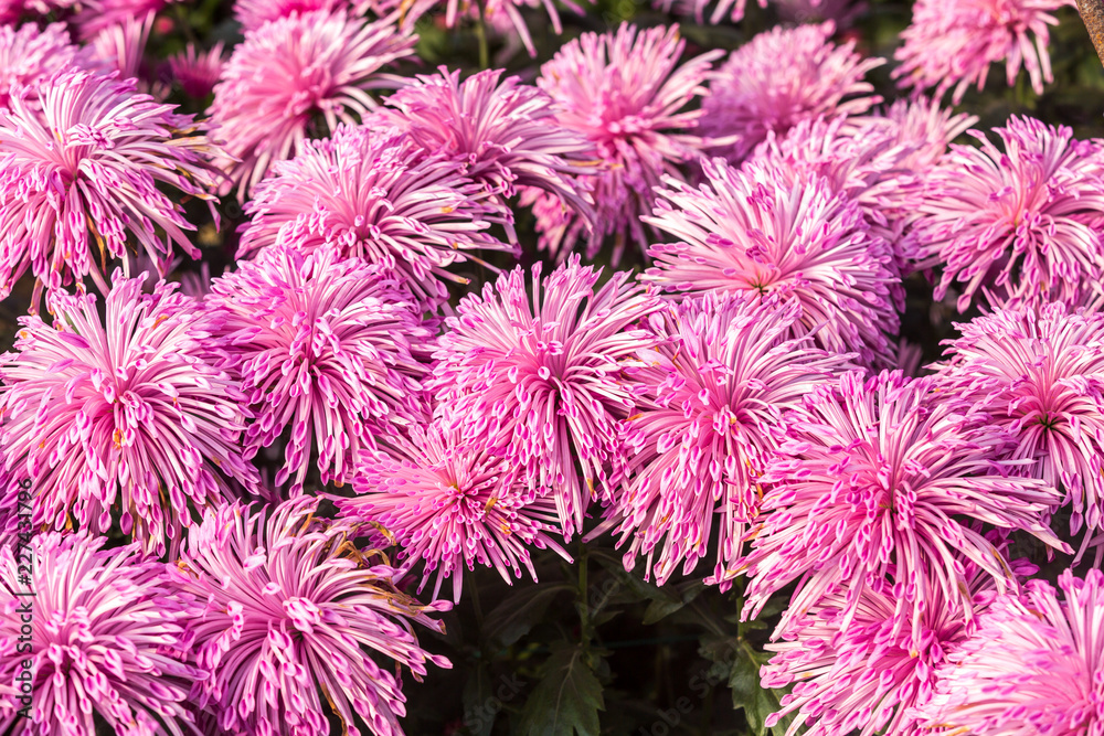 Flowers, flowers chrysanthemum, Chrysanthemum wallpaper Flowers, flowers chrysanthemum, Chrysanthemum wallpaper