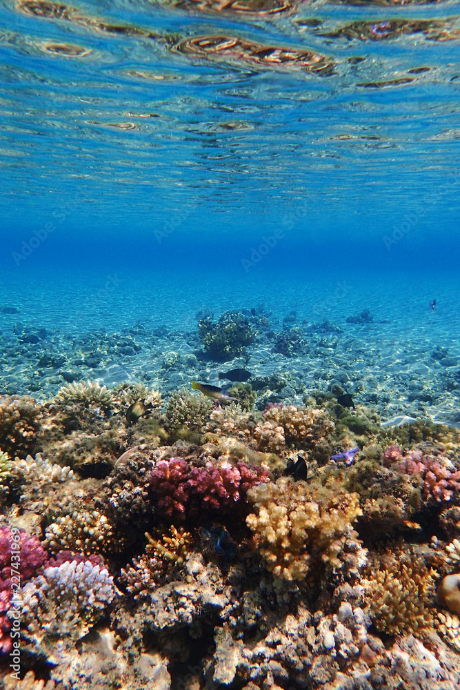 coral reef in Egypt