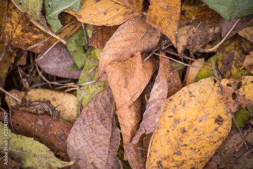 Background of heap of dry leaves, macro
