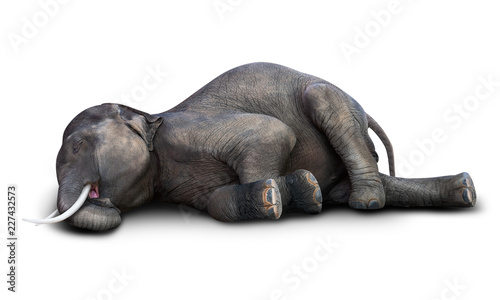 Photography Dead elephant isolated
