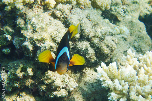 clownfish from egypt