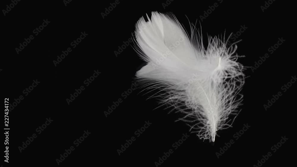 real shot of falling white bird feather on a black mirror surface 4k resolution real shot of falling white bird feather on a black mirror surface 4k resolution