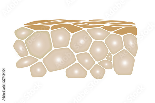 SKIN cells scheme