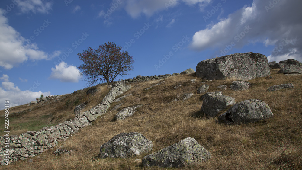 Aubrac