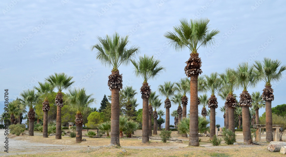 Fototapeta premium date palms planted in a city park