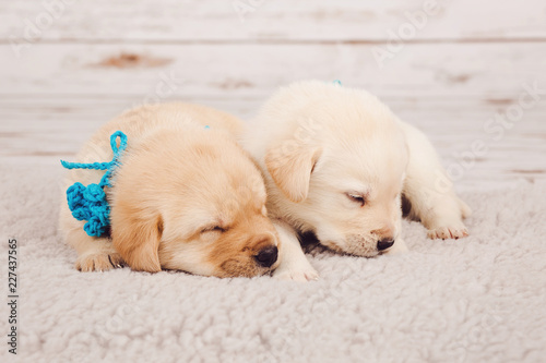 Two cute puppies lying next to each other. One dog is white, other puppy is light brown with blue ribbon. The background is wood and wool. Bokeh.