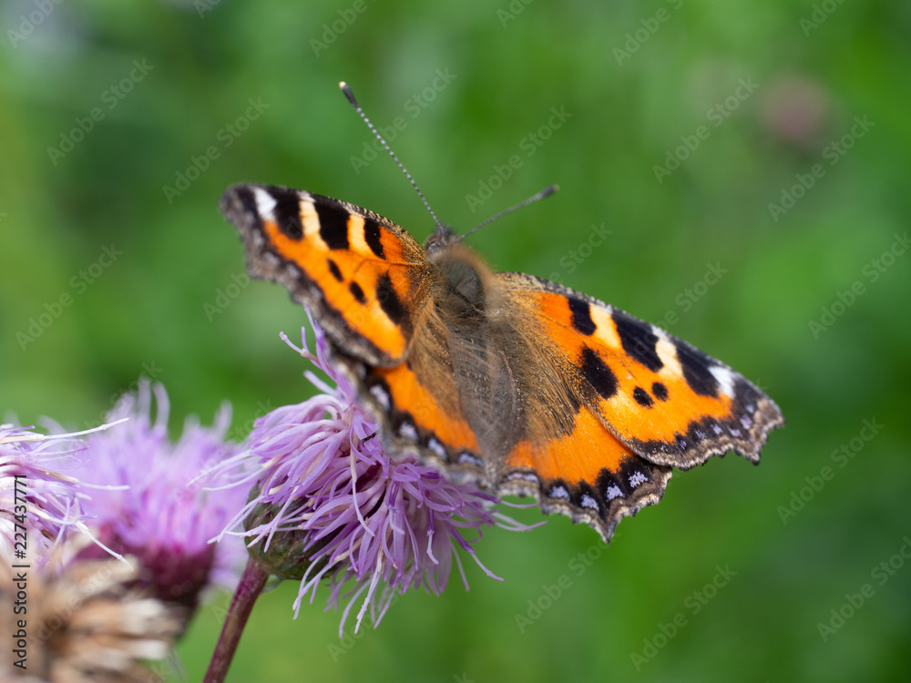 Obraz premium OLYMPUS DIGITAL CAMERA