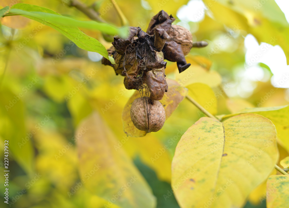 Walnut on the tree during autumn.