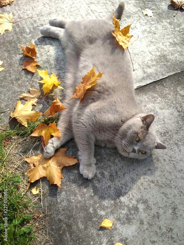 Fototapeta Naklejka Na Ścianę i Meble -  Cat in maple leaves. British Shorthair cat lying in the yard and yellow autumn fallen leaves . Autumn mood.