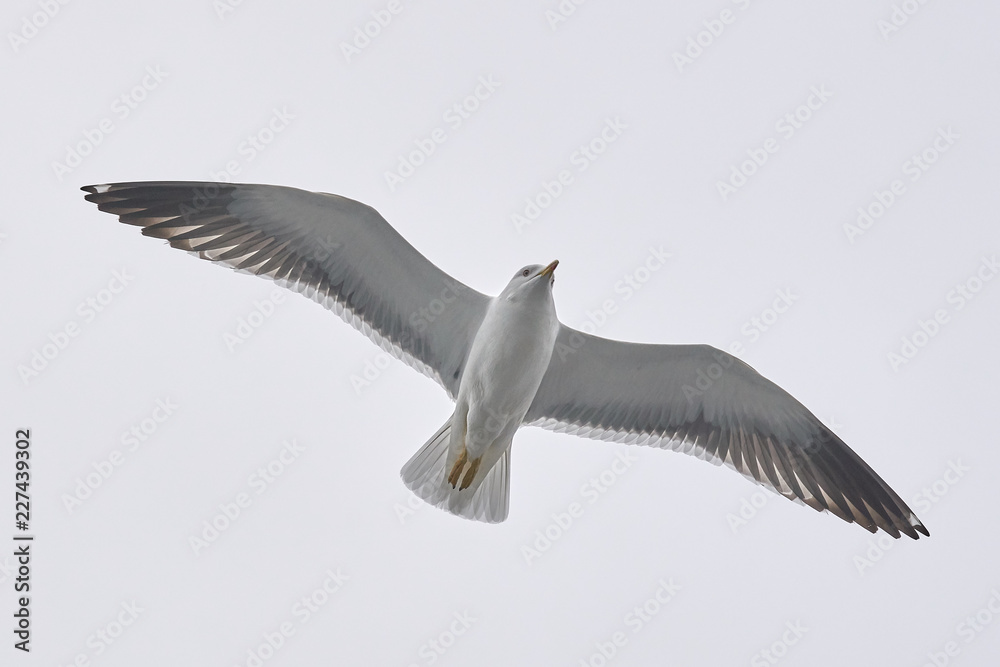 Obraz premium Seagull over the sea