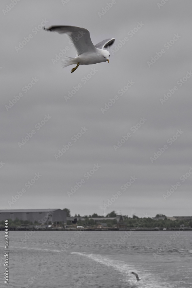 Seagull over the sea