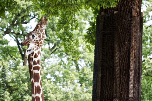 Photography giraffe in zoo